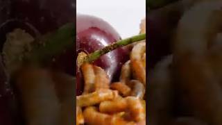 CAROLINA REAPER VS MEALWORMS [upl. by Rider368]