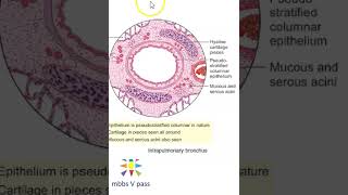 Anatomy Thorax 276 Lung intrapulmonary bronchus histology pathology viva [upl. by Peterec942]