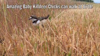 Killdeer chicks just hours after they were hatched [upl. by Eugenie]