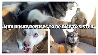 Mini Husky REFUSES To Be Nice To Sister [upl. by Benildis]