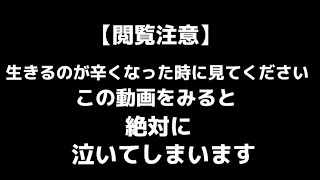 【泣ける動画】この動画を見て泣かない人はいない。 [upl. by Leahcim]