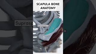 Scapula Bone Anatomy shorts scapula anatomy [upl. by Divod718]