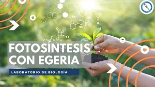 Práctica de Fotosíntesis con Egeria densa [upl. by Assirehc]