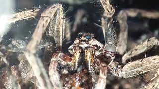 Wolf Spider Eats a Cricket [upl. by Greenland]