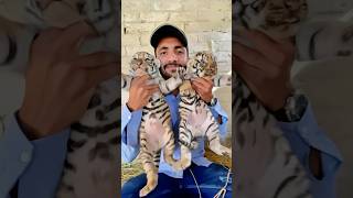 Episode 660 28 Days old tiger cubs 🧡😍🐯 [upl. by Ciredec484]