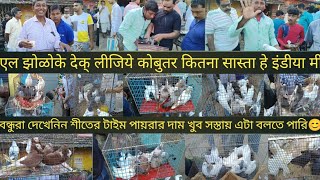 Kolkata marketpigeon market Kolkatanew block videomy blockrajarhatKing kabootarjacobin kabutar [upl. by Zebadiah241]