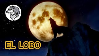 ¡15 Datos curiosos del Lobo [upl. by Reiniar]