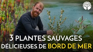 3 plantes sauvages de bord de mer salicorne obione soude maritime [upl. by Hallvard]