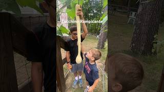 Harvesting a 3’ zucchino rampicante gardening [upl. by Deana]