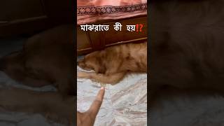 😳😱MINIVLOG 🐾🐶🐕dog minivlog trending puppy shorts viralhog yt 🔥🔥 [upl. by Ahsinert]