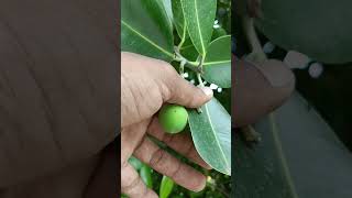 புன்னை மரம்  Calophyllum inophyllum special tree evergreen native plants village life [upl. by Ahrat]