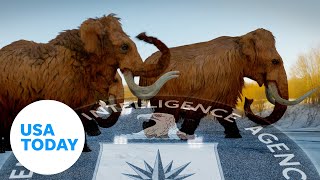 CIAfunded InQTel backs biotech to resurrect woolly mammoth  USA TODAY [upl. by Downs52]