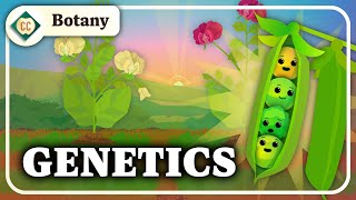 What Do Pea Plants Have To Do With Your Eye Color Mendelian Genetics Crash Course Botany 10 [upl. by Nueovas]