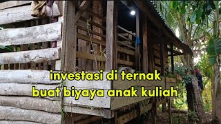 investasi di ternak buat biyaya anak sekolah [upl. by Bremen]