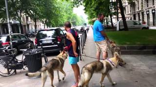 expo canina italia perro lobo checoslovaco [upl. by Anelliw]