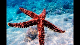 All About Starfish  Different types of starfish  Biggest starfish in the world [upl. by Hiram]