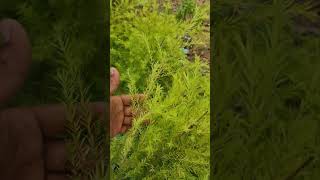 Golden bottlebrush and Weeping bottlebrush  Melaleuca viminalis and Melaleuca bracteata plantation [upl. by Nalliuq]