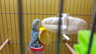 FORPUS ÜRETİMHANESİ  PARROTLET AVIARY  Forpus Coelestis Pairs and Chicks [upl. by Niven]