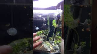 Kurzes Update zum 30l Cube aquarium aquascape fishtank aquariumfish hobby fishkeeping fish [upl. by Eiraminot631]