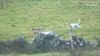 Hare coursing Ireland KIM 🇨🇮 [upl. by Awhsoj881]