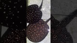 Stingray most expensive black diamondshorts shortvideo shortsfeed viralshorts like subscribe [upl. by Cung567]