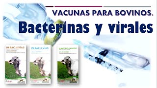 Vacunas para Bovinos BACTERINAS y virales [upl. by Lenee456]