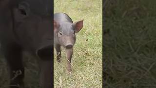 Cute piglets shorts animal pig pigsound [upl. by Hetti]