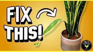 Rescue Guide SAVE Your ROOTBOUND Snake Plant [upl. by Coralyn310]