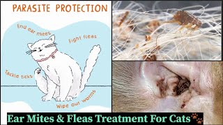 Ear Mites amp Fleas Treatment For Cats 🙀 How to know your cat has ear mites cat meowmate viral [upl. by Aminta]