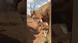 Blesbok offload blesbok [upl. by Seve904]