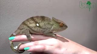 LOOK AND BUY  Parsons chameleon Calumma parsonii Orange eyes male PINTA 255 cm [upl. by Nnylamme]