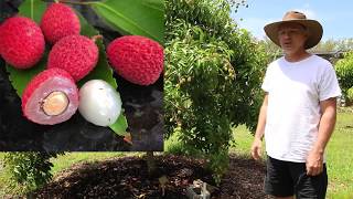 Our Backyard Lychee Trees  Yard Tour 2019  Sarasota Florida [upl. by Ettevy]