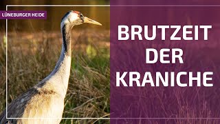 Kraniche in der Lüneburger Heide [upl. by Bili]