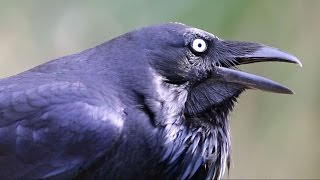 Australian Raven calling [upl. by Ydor351]