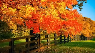 Beautiful Relaxing Music  Soothing Autumn Melodies Mindful and Peaceful Piano Instrumental Music [upl. by Aliak]