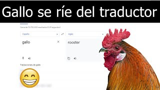 Gallo se ríe por la pronunciación del Traductor de Google al pronunciar la palabra Gallo [upl. by Lusty446]