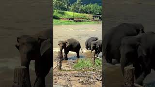 Pinnavala Elephant Orphanage Sri Lanka  BindhastMulgi [upl. by Kimitri]