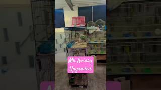 Amazing Aviary View🤗  MH Aviary786birds shorts shortvideo [upl. by Brecher607]