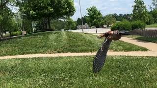 Falconry Kestrel Carhawking Starlings [upl. by Eilegna]