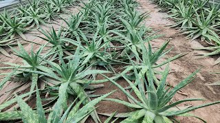 Xuất khẩu lao động Hàn Quốc Cận cảnh nhà máy chế biến nha đam KDY Aloe video xuhuong farming [upl. by Jacquenetta]