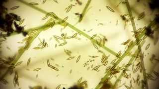 Mike Rosecope Youtube Channel Trailer  microorganisms under microscope  microorganism [upl. by Kenleigh]