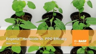 Engenia® Herbicide Takes On Its PPO Competition Test 1 [upl. by Shoshanna944]