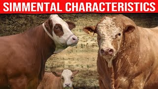 🔴 SIMMENTAL CATTLE Characteristics ✅ Biggest Bulls And Cow [upl. by Jacobba]