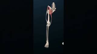 Knee Ligament Anatomy Animation Video education anatomy 3danimation [upl. by Xuagram91]