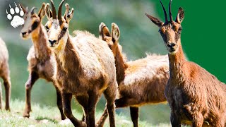 ISARD  LAcrobate des Pyrénées 🐐⛰️  Documentaire Animalier HD  AMP [upl. by Nakasuji]