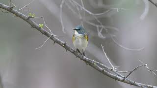 红胁蓝尾鸲 Redflanked Bluetail [upl. by Melise]