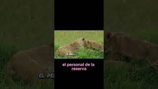 Después Del Nacimiento De Los Dos Cachorros animales historiasdeanimales shorts mundoanimal fé [upl. by Arod]