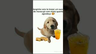 Agradeça 😡 nãoflopaporfavor cachorrinho [upl. by Morris]