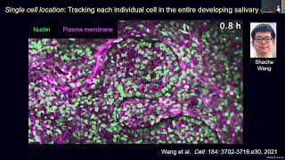 RNAseq Analysis of Murine Salivary Gland Development  FaceBase Forum 2024 [upl. by Obelia]