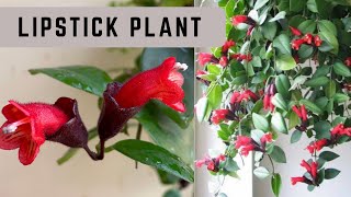 Lipstick plant A unique amp rare houseplantHow to grow and care Lipstick plant Aeschynanthus [upl. by Story]